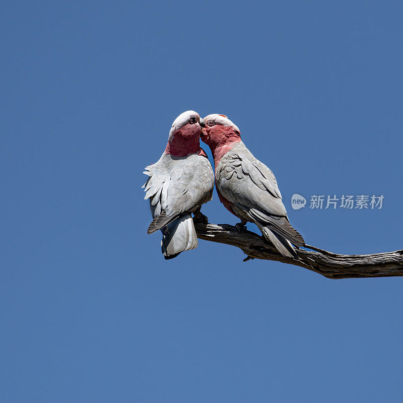 加拉斯(Eolophus roseicapilla)